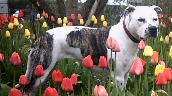 American_Staffordshire_Terrier אמסטף