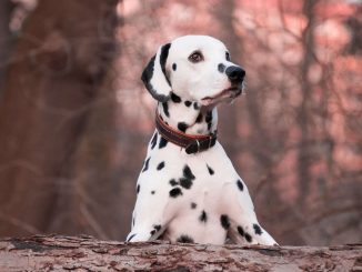 גזע כלבים דלמטי