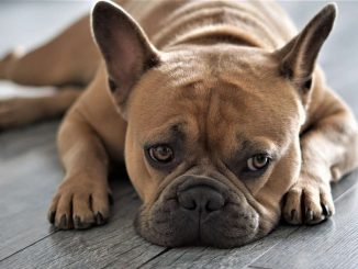 בולדוג צרפתי