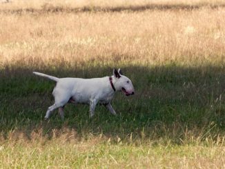 כלב מגזע בול טרייר