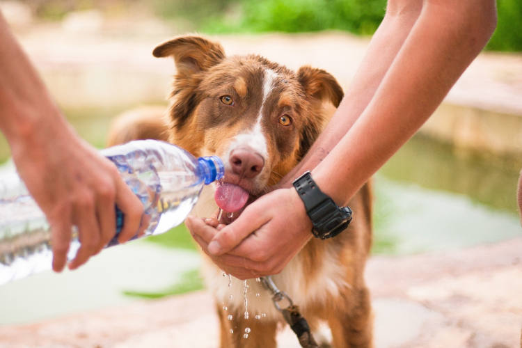 כלב שותה מים מבקבוק