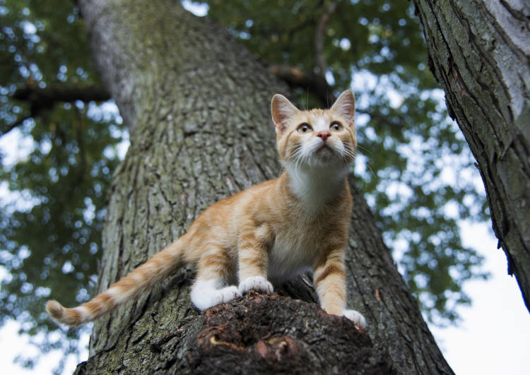 חתול על עץ גבוה - חילוץ חתולים
