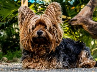 כלב מגזע הכלבים יורקשייר טרייר