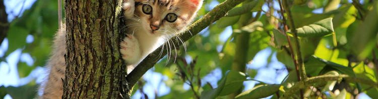 חתול תקוע על עץ גבוה מזמינים לוכד חתולים
