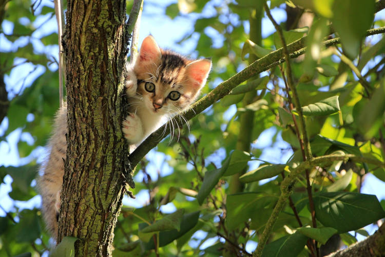 חתול תקוע על עץ גבוה מזמינים לוכד חתולים