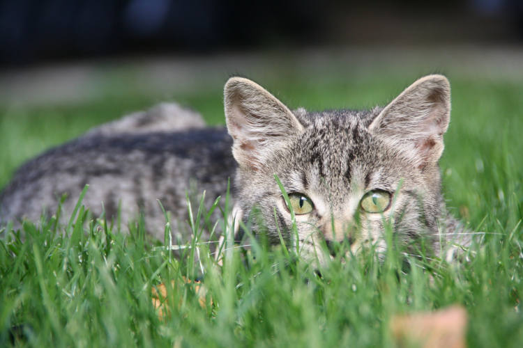 חתול רכון בדשא