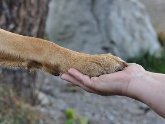 כף רגל של כלב על כף יד הסכם לחיים