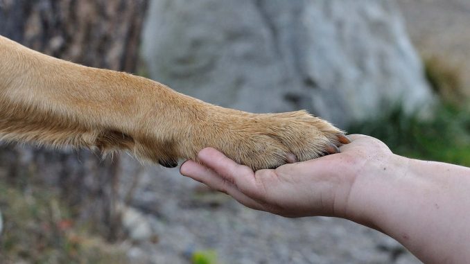 כף רגל של כלב על כף יד הסכם לחיים