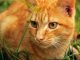 חתול ג'ינג'י בדשא - הרחקת חתולים מהגינה