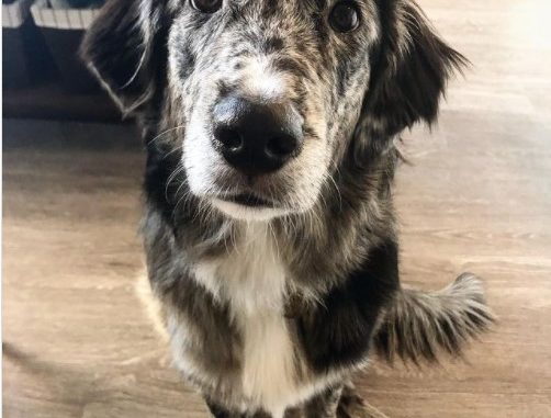 רטריבר אוסטרלי