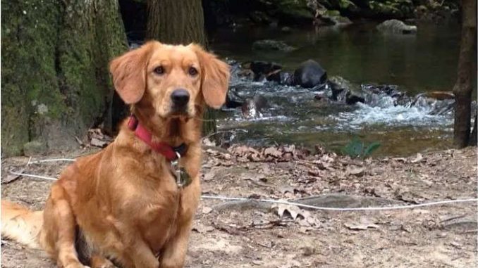 באסט רטריבר