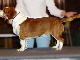 דאצ'סברייק שבדי