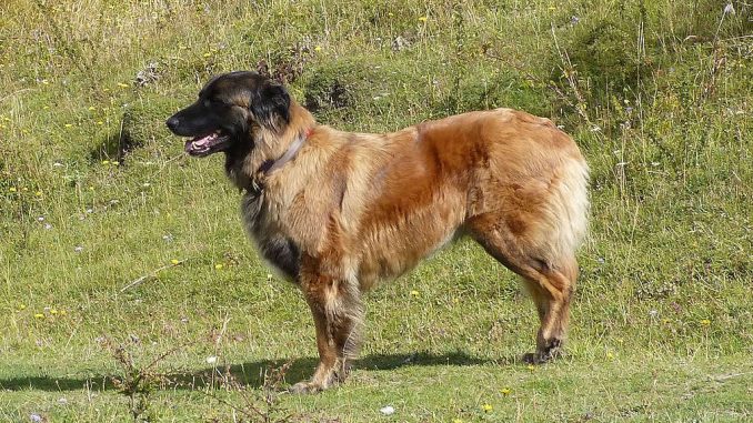 כלב הרים אסטרלאי