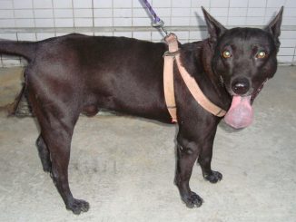 כלב הרים פורמוסאן