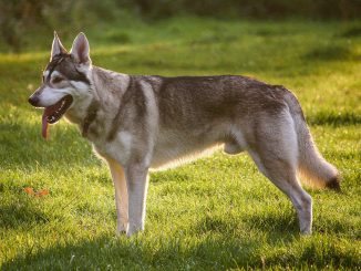 כלב אינואיט צפוני