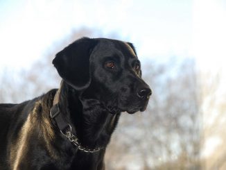 ספרינגדור תוצר הכלאה בין גזעי הכלבים ספרינגר ספנייל ולברדור רטריבר