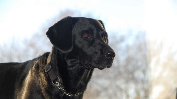 ספרינגדור תוצר הכלאה בין גזעי הכלבים ספרינגר ספנייל ולברדור רטריבר