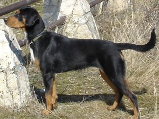 כלב ציד טרנסילבני