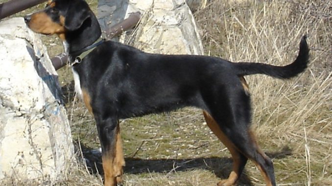 כלב ציד טרנסילבני