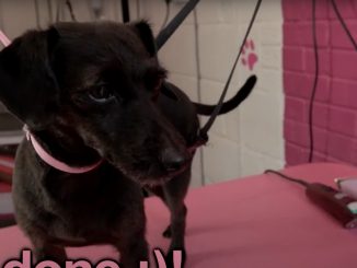 גזע כלבים ג'ק אה פו Jack-A-Poo