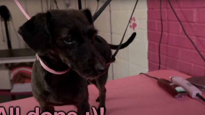 גזע כלבים ג'ק אה פו Jack-A-Poo