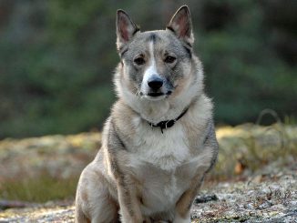 גזע כלבים ואלהונד שוודי Swedish Vallhund