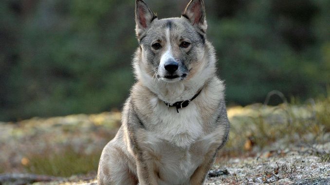 גזע כלבים ואלהונד שוודי Swedish Vallhund