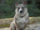 גזע כלבים ואלהונד שוודי Swedish Vallhund