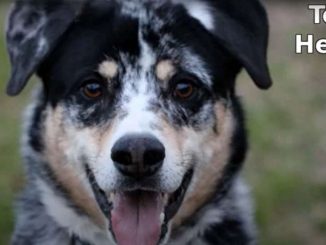 גזע כלבים טקסס הילר Texas Heeler