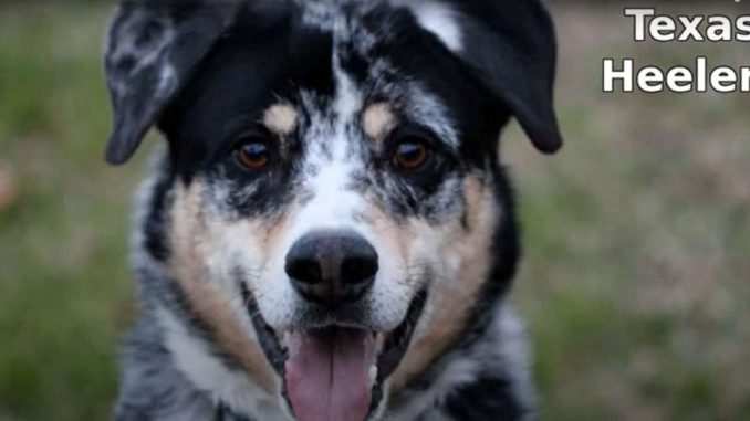 גזע כלבים טקסס הילר Texas Heeler