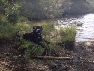 גזע כלבים בולאדור Bullador