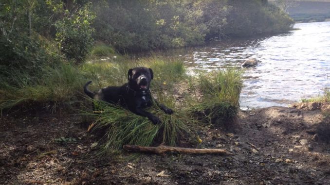 גזע כלבים בולאדור Bullador