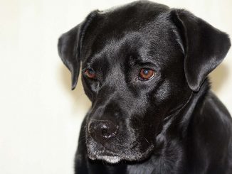 בוקסדור כלב מעורב בוקסר עם לברדור