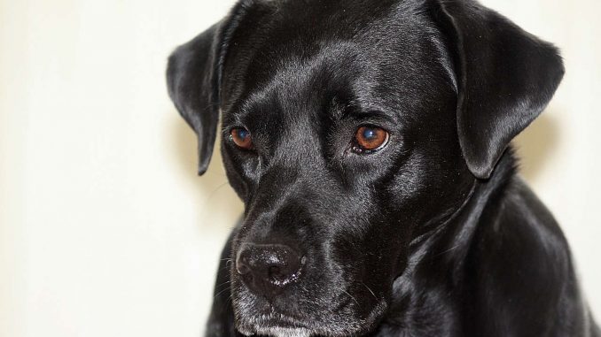 בוקסדור כלב מעורב בוקסר עם לברדור