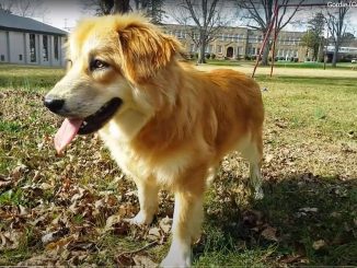 גולדן רטריבר קורגי Golden Retriever Corgi