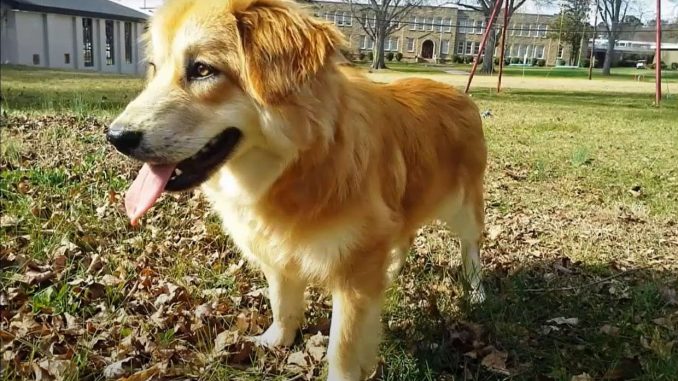 גולדן רטריבר קורגי Golden Retriever Corgi