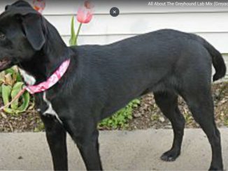 גזע כלבים גרייהדור Greyador