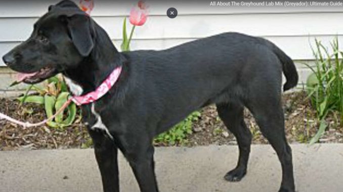 גזע כלבים גרייהדור Greyador