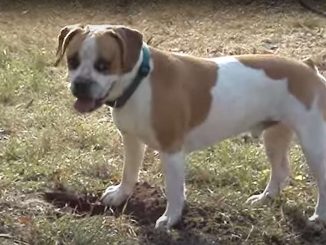 גזע כלבים פרנגל Frengle