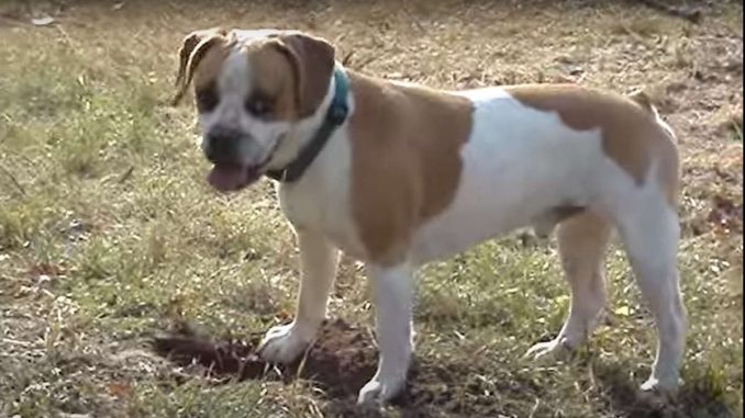 גזע כלבים פרנגל Frengle