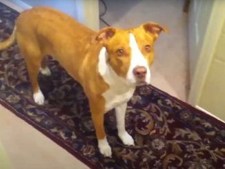 רועה אוסטרלי מעורב עם פיטבול