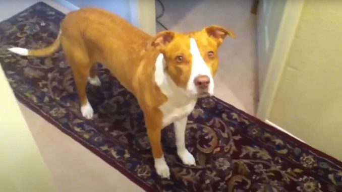 רועה אוסטרלי מעורב עם פיטבול