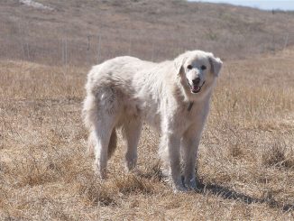 גזע כלבים אקבש