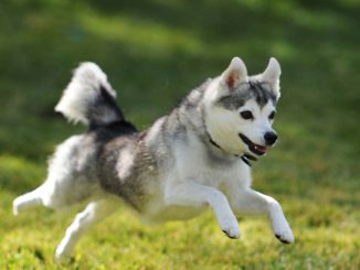 גזע כלבים אלסקן קליי קאי