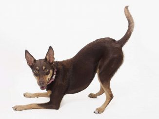 גזע כלבים קלפי אוסטרלי