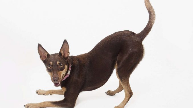 גזע כלבים קלפי אוסטרלי