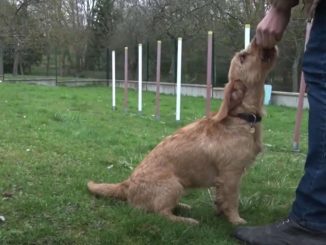 באסט בריטני חום