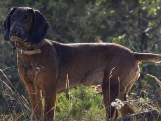 צייד הרים בווארי