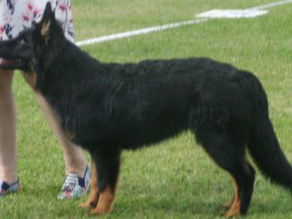 גזע כלבים צ'כי חודסקי