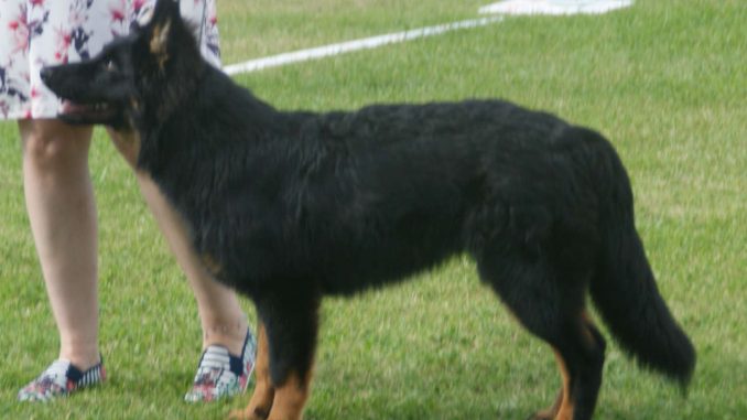 גזע כלבים צ'כי חודסקי